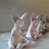 Estatuetas Gato Buda Caprichoso - Imagem 5